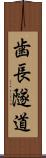 歯長隧道 Scroll