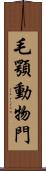 毛顎動物門 Scroll