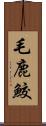 毛鹿鮫 Scroll