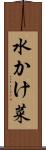 水かけ菜 Scroll