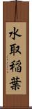 水取稲葉 Scroll
