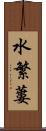 水繁蔞 Scroll