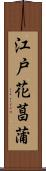 江戸花菖蒲 Scroll