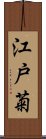 江戸菊 Scroll