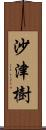 沙津樹 Scroll