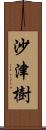 沙津樹 Scroll