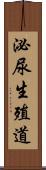 泌尿生殖道 Scroll