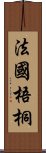 法國梧桐 Scroll