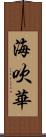 海吹華 Scroll