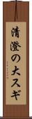 清澄の大スギ Scroll