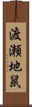 渡瀬地鼠 Scroll