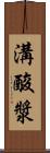 溝酸漿 Scroll