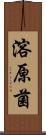 溶原菌 Scroll
