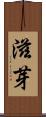 滋芽 Scroll