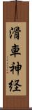 滑車神経 Scroll
