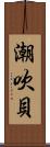 潮吹貝 Scroll