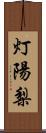 灯陽梨 Scroll