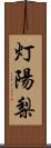 灯陽梨 Scroll