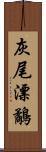 灰尾漂鷸 Scroll