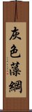 灰色藻綱 Scroll