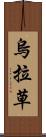 烏拉草 Scroll