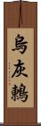 烏灰鶇 Scroll