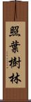 照葉樹林 Scroll