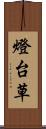 燈台草 Scroll