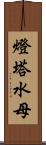 燈塔水母 Scroll