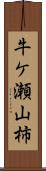 牛ケ瀬山柿 Scroll