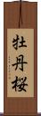 牡丹桜 Scroll