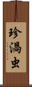 珍渦虫 Scroll