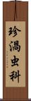 珍渦虫科 Scroll