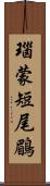 瑙蒙短尾鶥 Scroll