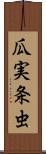 瓜実条虫 Scroll