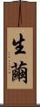 生繭 Scroll