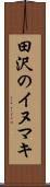 田沢のイヌマキ Scroll