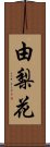 由梨花 Scroll