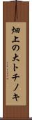 畑上の大トチノキ Scroll
