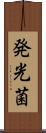 発光菌 Scroll