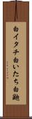 白イタチ Scroll