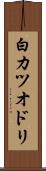 白カツオドリ Scroll