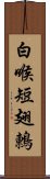 白喉短翅鶇 Scroll