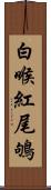 白喉紅尾鴝 Scroll