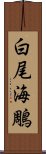 白尾海鵰 Scroll