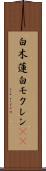 白木蓮 Scroll