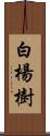 白楊樹 Scroll