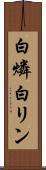 白燐 Scroll