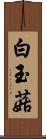 白玉菇 Scroll