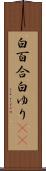 白百合 Scroll